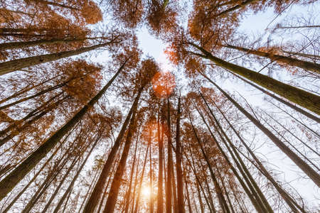 upward view of metasequoia woods in autumnの写真素材