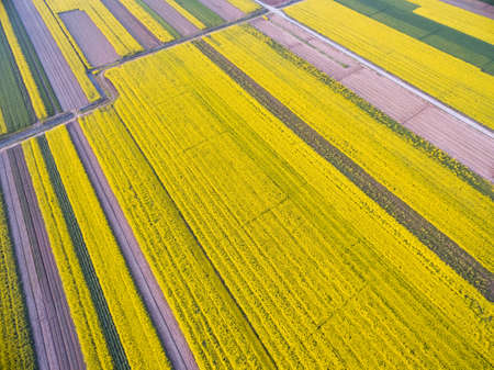 bird's eye view of the spring fields, abstract arable land color of flowering rapeseedの写真素材