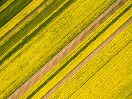aerial view of rapeseed flower field in spring, abstract natural texture backgroundの写真素材