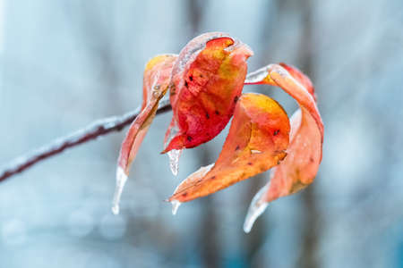 frozen leaves in winterの写真素材