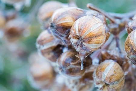 cottonrose hibiscus seed closeup in winterの写真素材