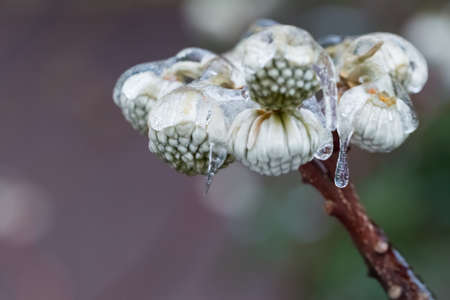 oriental paperbush flower and covered with ice in winterの写真素材