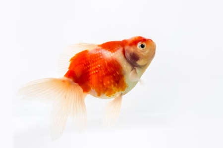 beautiful goldfish isolated on white backgroundの写真素材