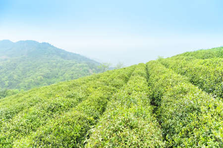 green tea plantation in springの写真素材