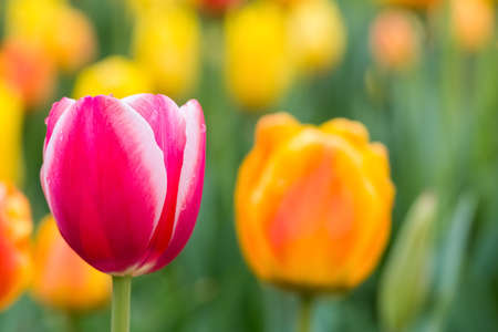 colorful tulips blooming closeup in springの写真素材