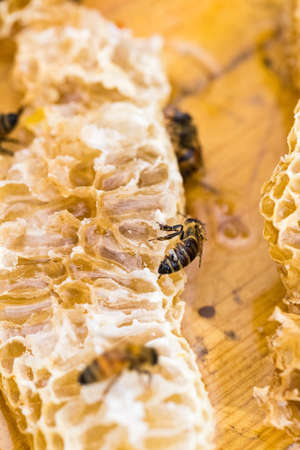closeup of the bees on honeycomb