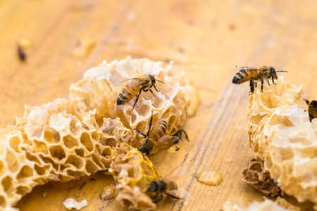 closeup of the  bees on honeycomb
