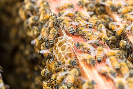 closeup of the   bees on beehiveの写真素材