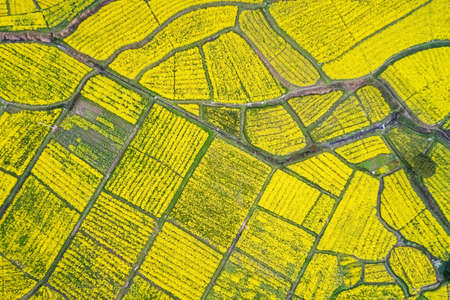 aerial view of rapeseed flower blooming in farmlandの写真素材