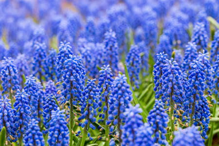 grape hyacinth closeup in  springの写真素材
