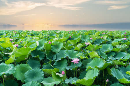 lotus lake in sunset , beautiful summer landscapeの写真素材