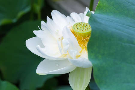 white lotus flower closeup in summerの写真素材