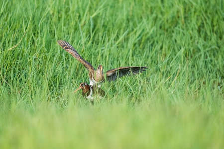 painted snipe   in the grass, rostratula benghalensis