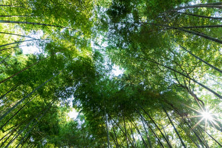 bamboo forest with rays light in summer