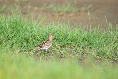 common snipe in the green grassの写真素材