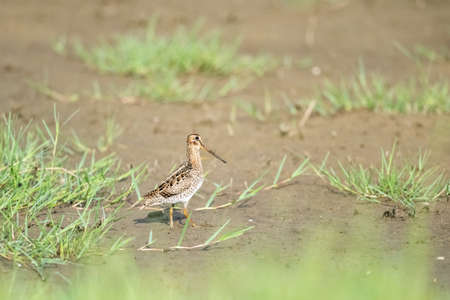 common snipe in wetlandの写真素材