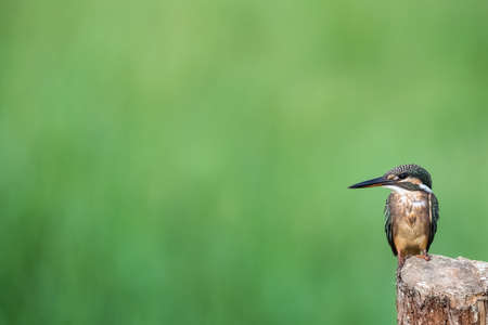 kingfisher standing on wooden pole with green natural backgroundの写真素材