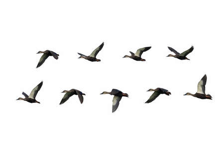 spot billed ducks in flying with a white backgroundの写真素材