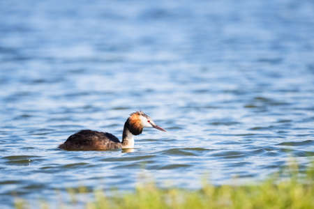 great crested grebe swimming in the lake