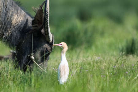 Buffalo and eastern cattle egret (bubulcus coromandus) on green grassの写真素材