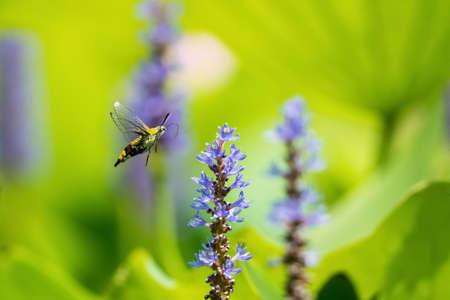pellucid hawk moth (cephonodes hylas) fly to pickerel weed flower