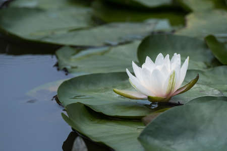 white water lily blooming in pond