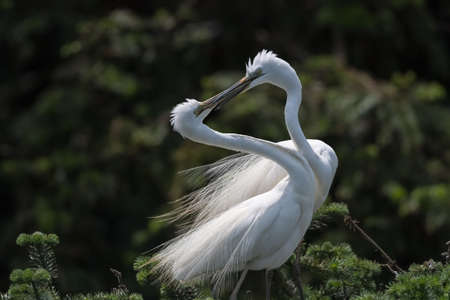great egret, also known as great white heron (casmerodius albus)