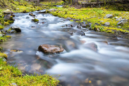 streams in the forest