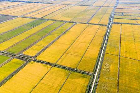 aerial view of paddy field in autumnの写真素材