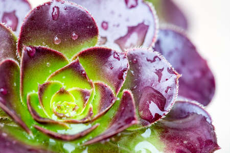 closeup of the succulent plantの写真素材