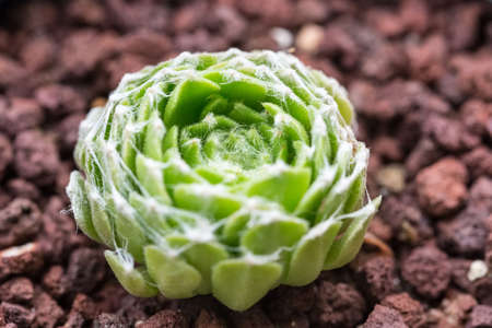 succulent plant closeupの写真素材