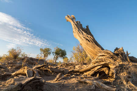 Populus euphratica on the Gobi Desert in Xinjiangの写真素材