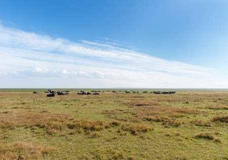 a herd of water buffalo on the green pastures against sunny skyの写真素材