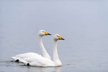 two whooper swans swimming on the lakeの写真素材