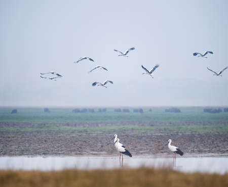 oriental stork in jiangxi poyang lake national nature reserve, China