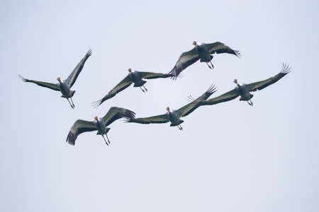white-naped crane flying on the skyの写真素材