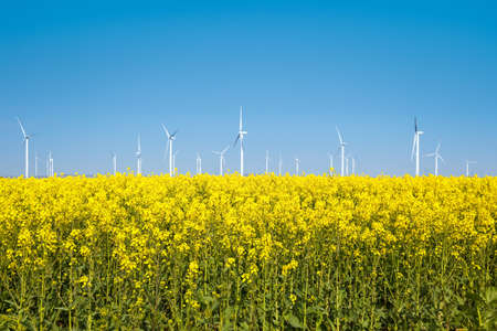 canola flower field