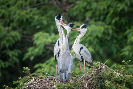 grey heron family in its nest,  ardea cinerea feedingの写真素材