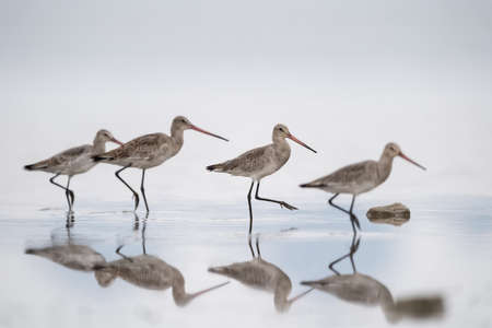 Flock of black-tailed godwits (Limosa limos) in waterの写真素材