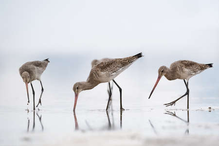 Flock of black-tailed godwits (Limosa limos)  on wetland