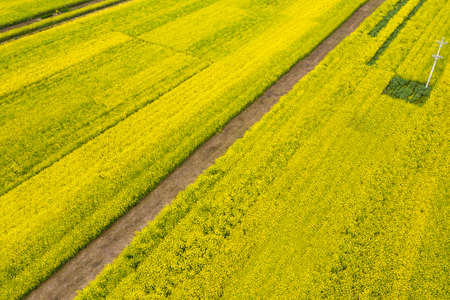 aerial view of rapeseed flower blooming in farmland, countryside spring landscapeの写真素材