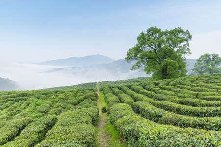 green tea plantation on lushan mountain in springの写真素材