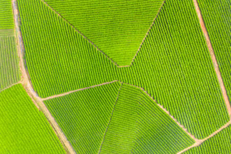Tea plantations  in spring, high angle view