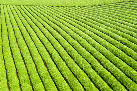 Tea plantations  in spring