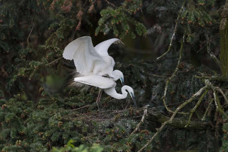 beautiful great egret at nanchang xiangshan forest park, Chinaの写真素材