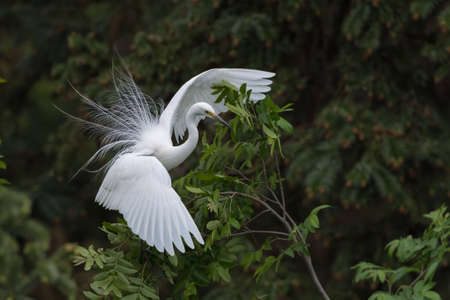 beautiful great white heron displaying breeding plumage