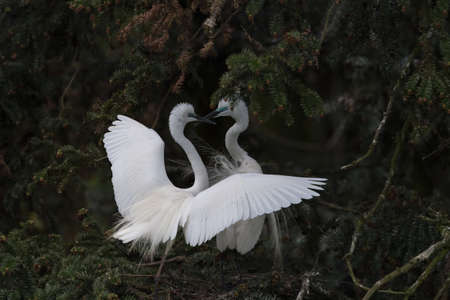 beautiful great egret at nanchang xiangshan forest park, Chinaの写真素材
