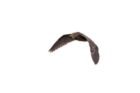 night heron on white background