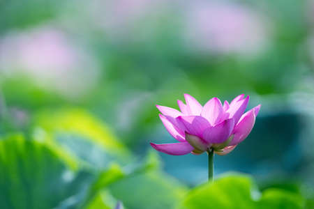 blooming lotus flower under sunshine with blur natural backgroundの写真素材