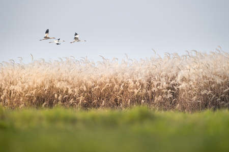 reed flowers and oriental white stork in jiangxi poyang lake national nature reserve, Chinaの写真素材
